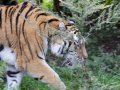ZOO-Viden 24 srpen 2014 071.JPG